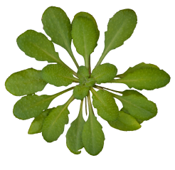 Arabidopsis_thaliana_rosette_transparent_background