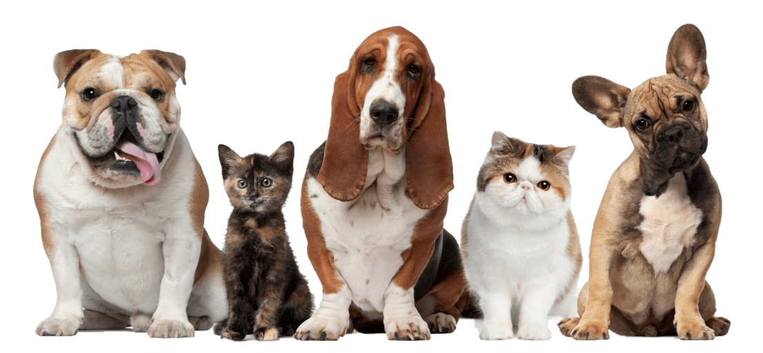 cats_dogs_trimmed_ppt_compress