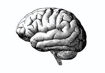engraving-brain-black-white-bg-illustration-grayscale-monochrome-color-background-85862032